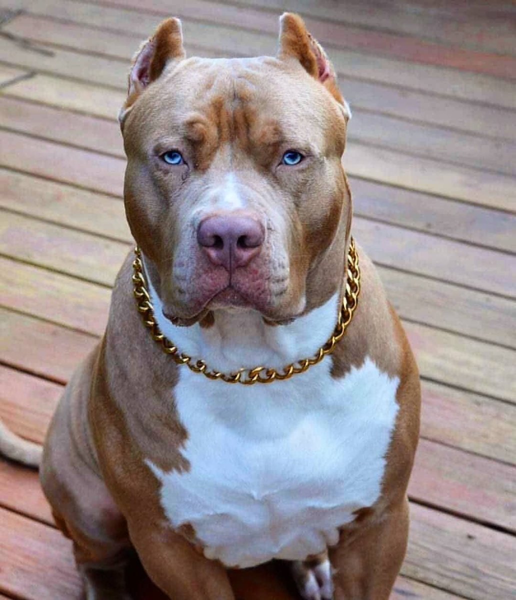 Бойцовская собака амстафф