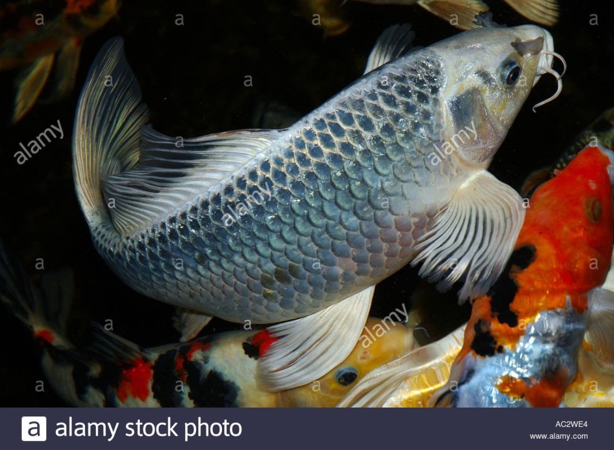 Японский вуалевый Карп - кои