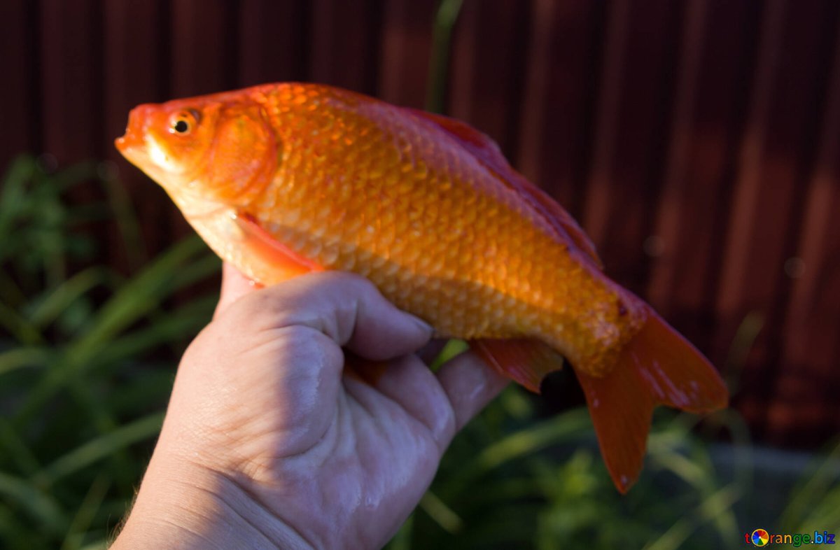 Рыба с оранжевыми плавниками