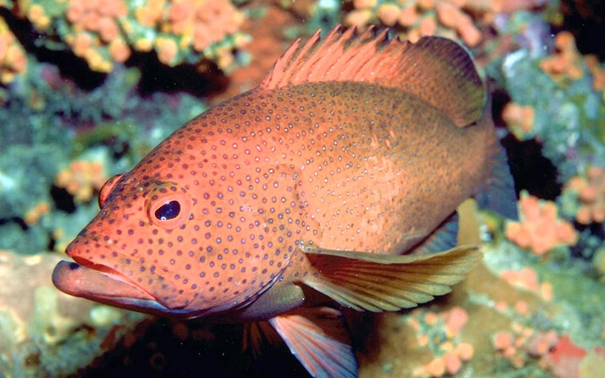 Коричневая рыба