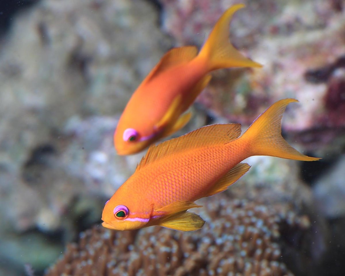 Рыба Антиас аквариумная