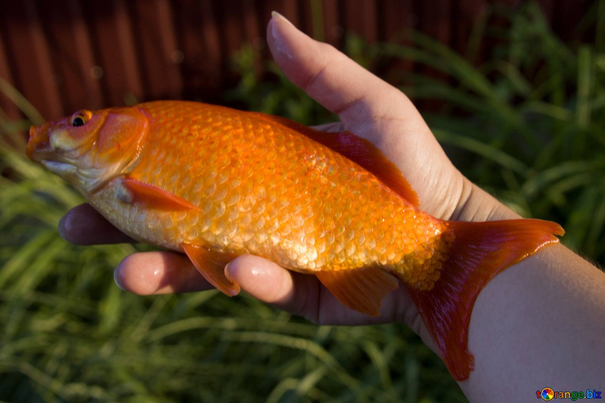 Золотой или обыкновенный карась