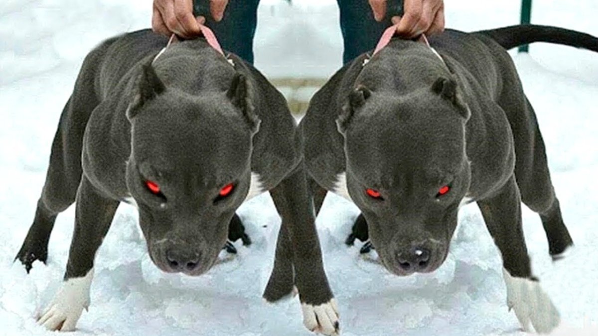 5 Самых опасных собак в мире