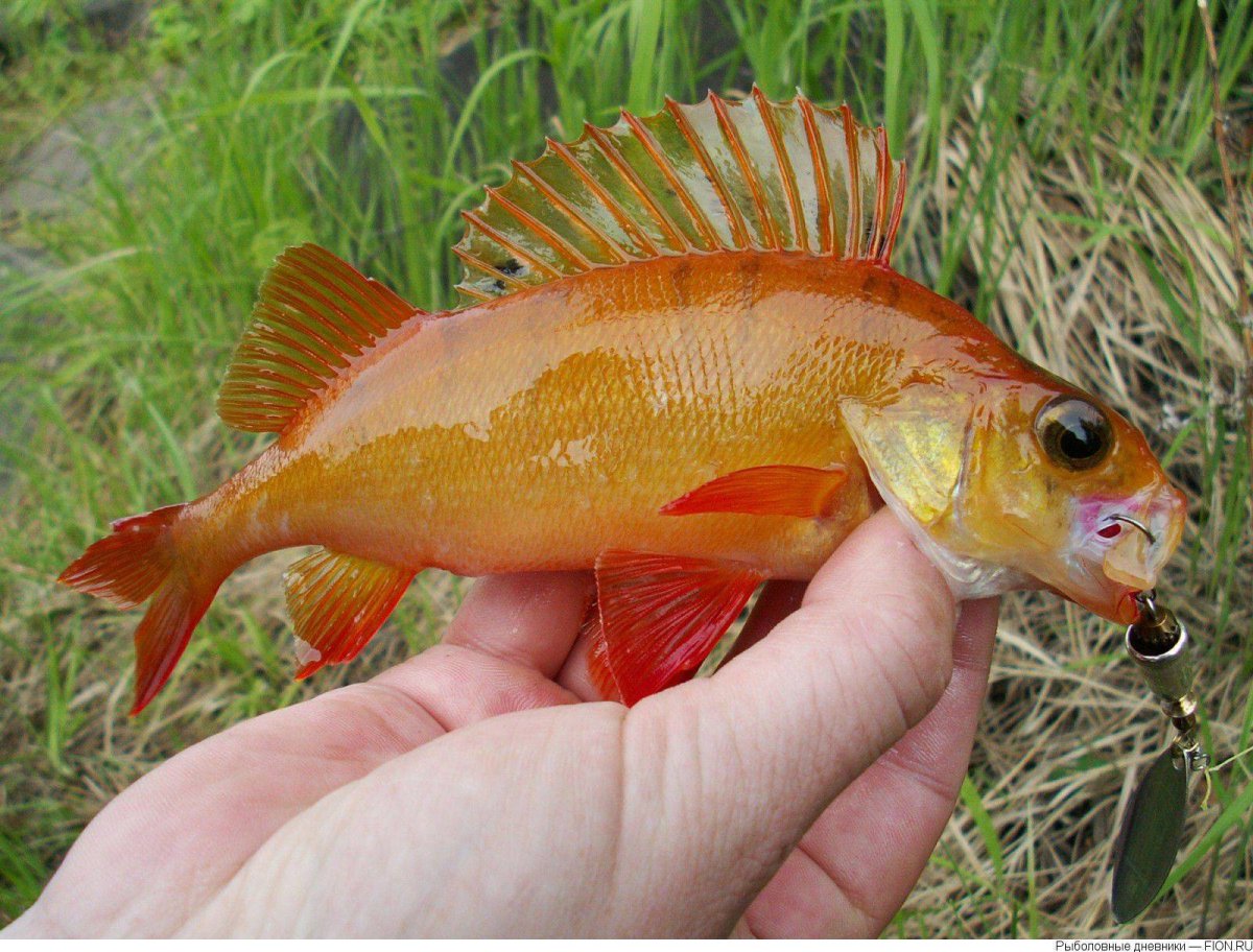 Золотистый окунь (Sebastes Marinus)