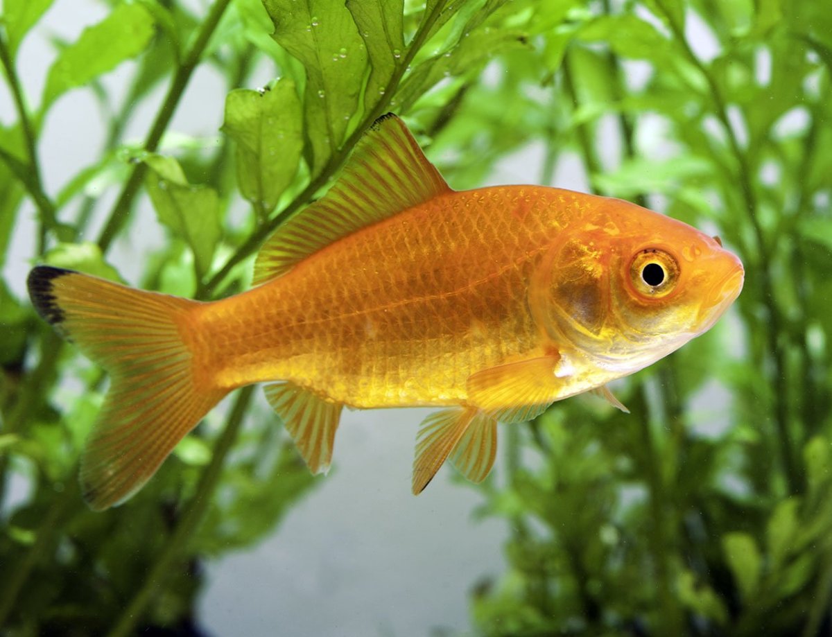 Карась золотой Carassius Carassius