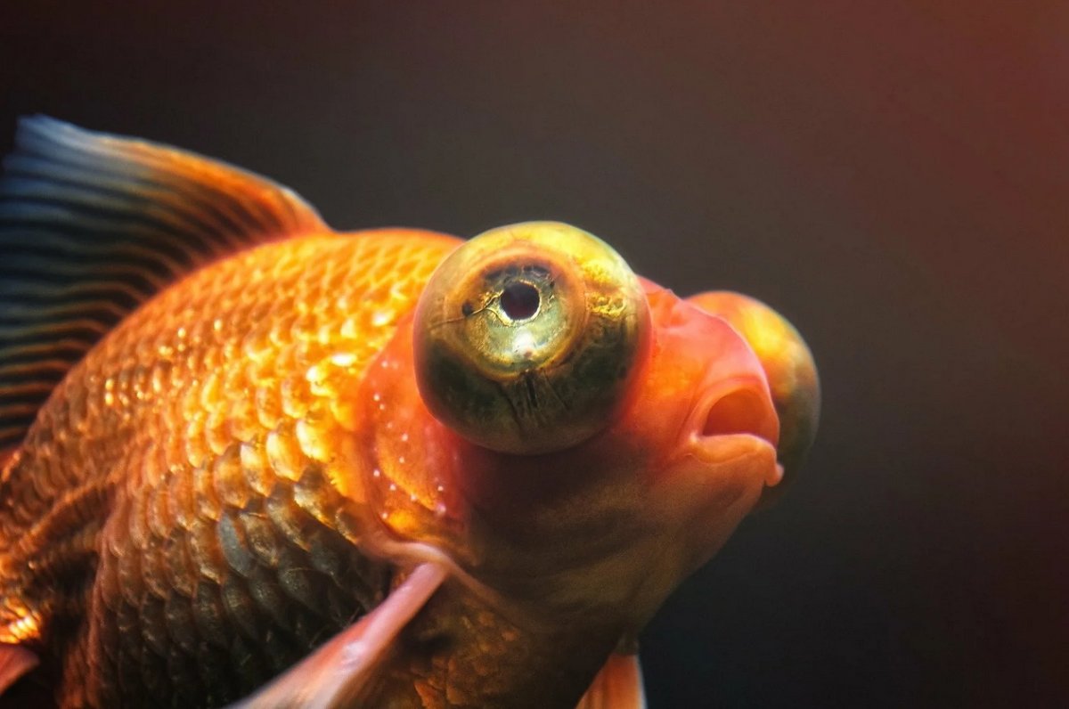 Телескоп рыбка