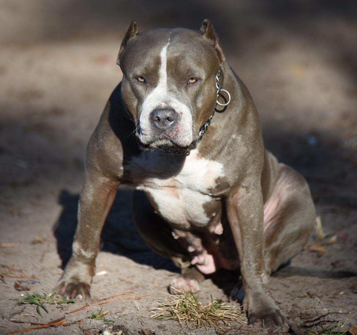 Американский стаффордширский терьер