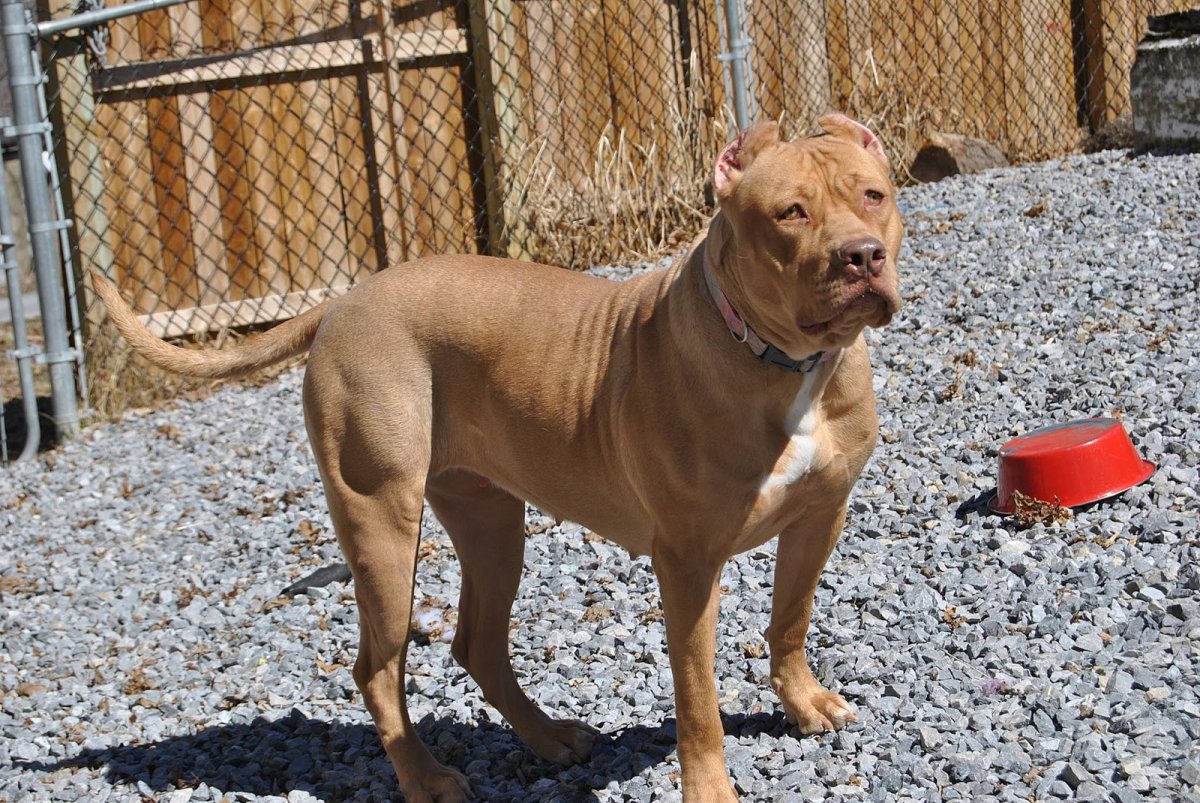 Питбуль и гончая