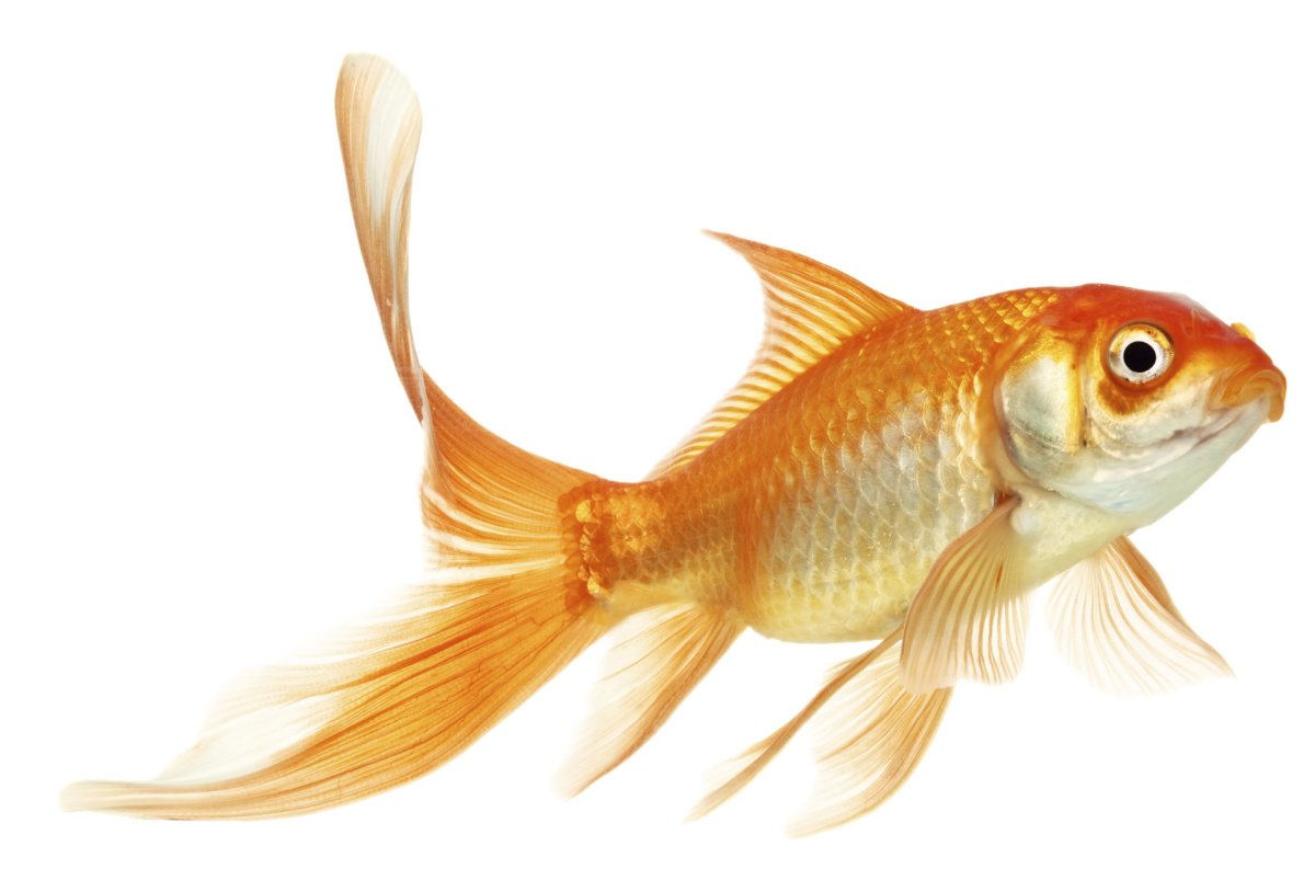 Золотая рыбка аквариумная