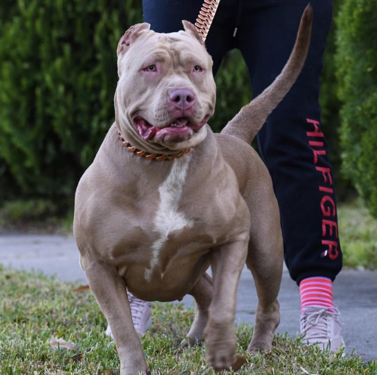Американский питбуль XXL