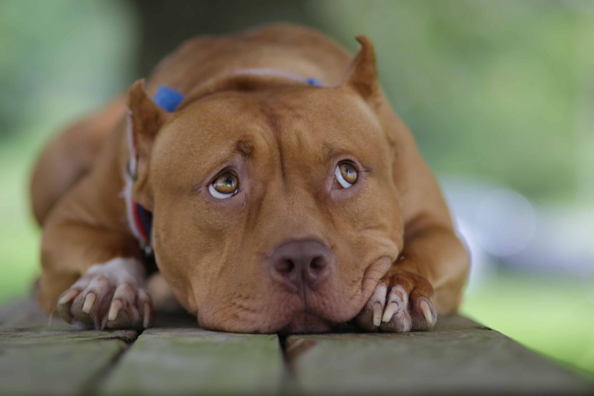 Питбуль бренди однажды в Голливуде