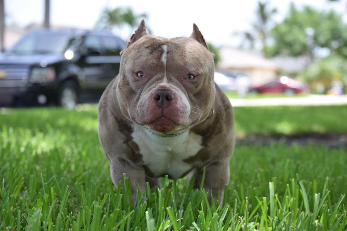 Американский булли