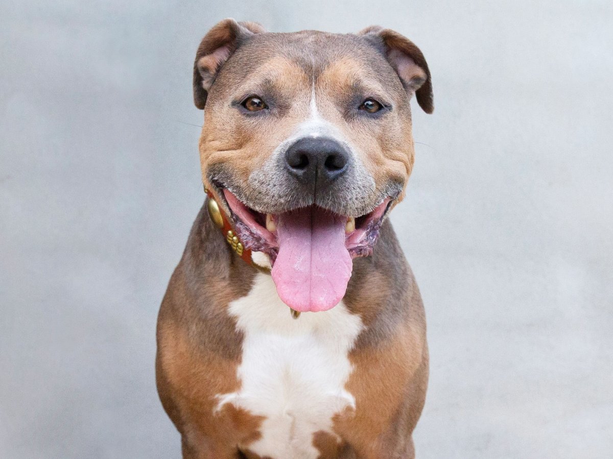 American Pitbull Terrier