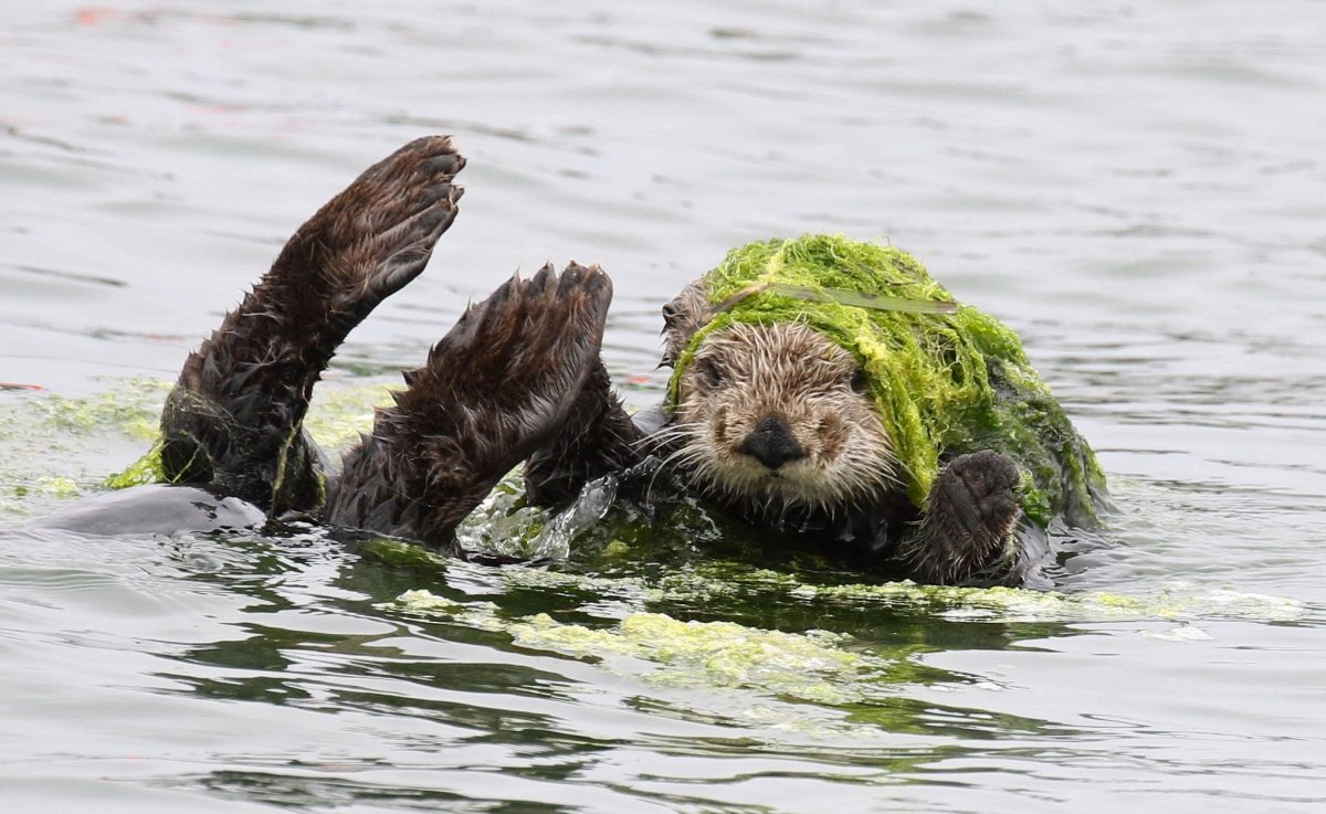 11. Калан (морская выдра)