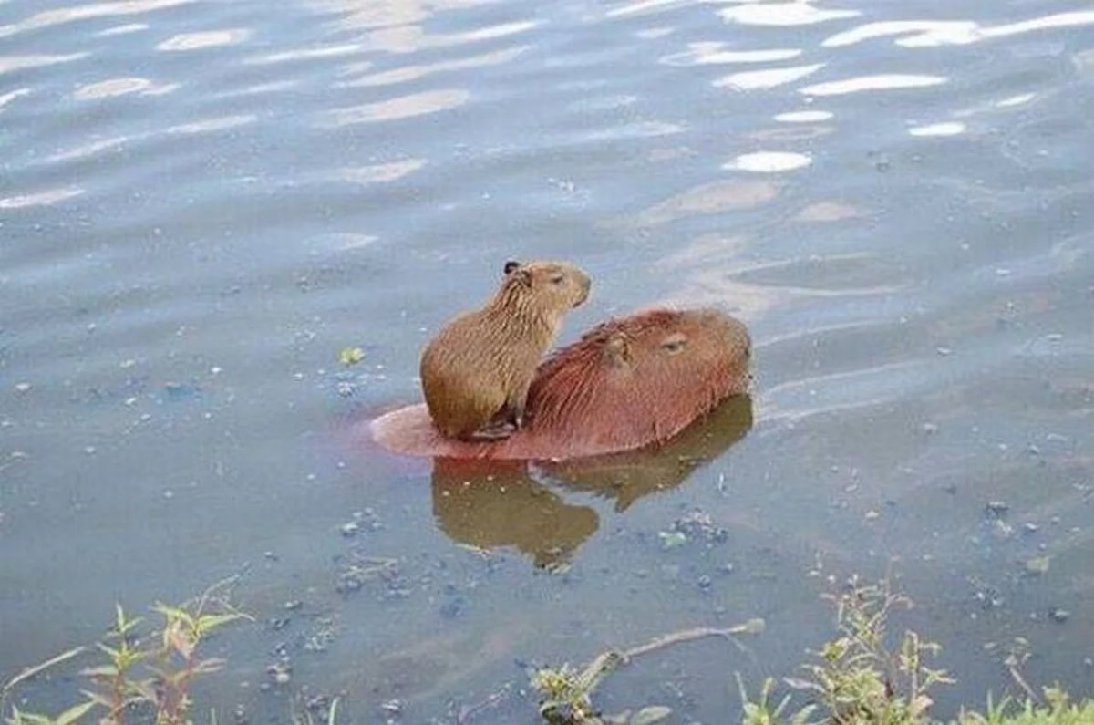 Канадский Бобр (Castor canadensis)