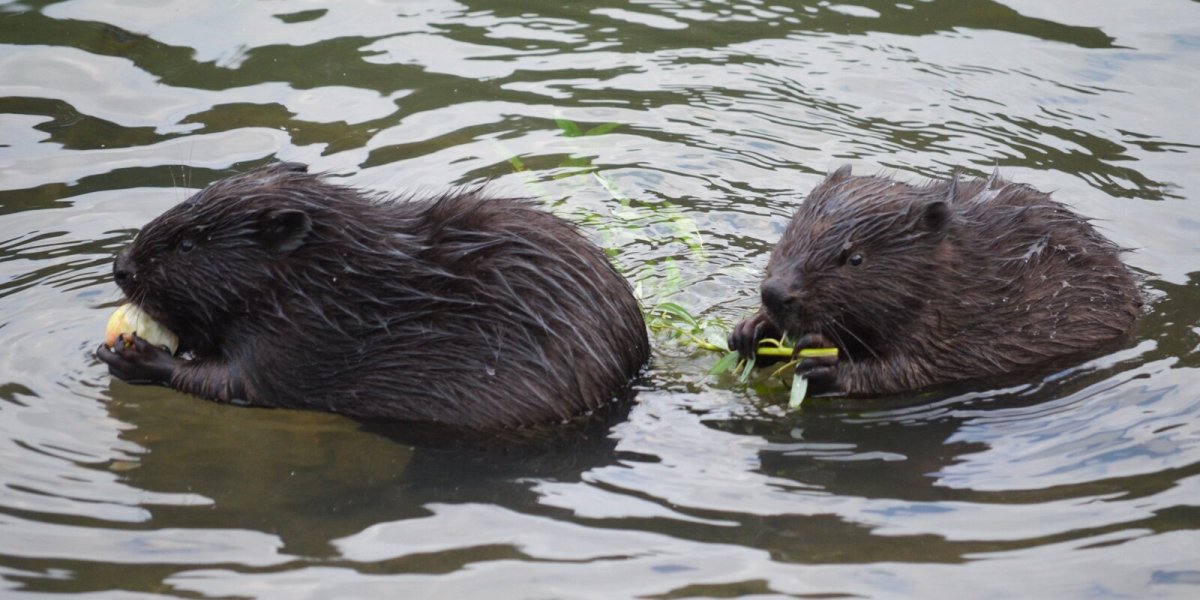 Бобры под водой