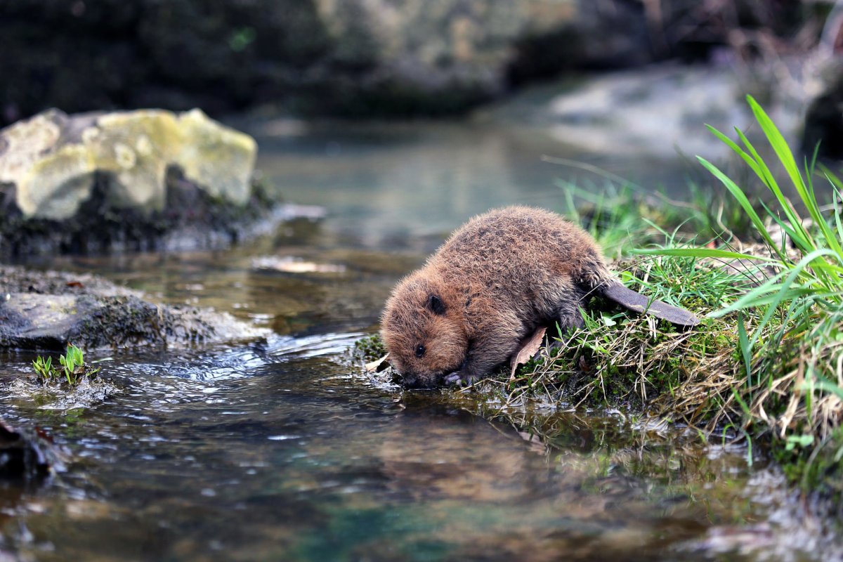 Горный Бобр