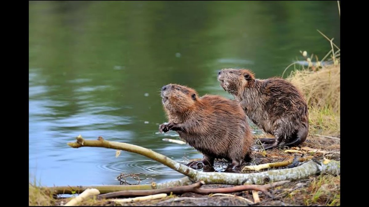 Речной Бобр с детенышами