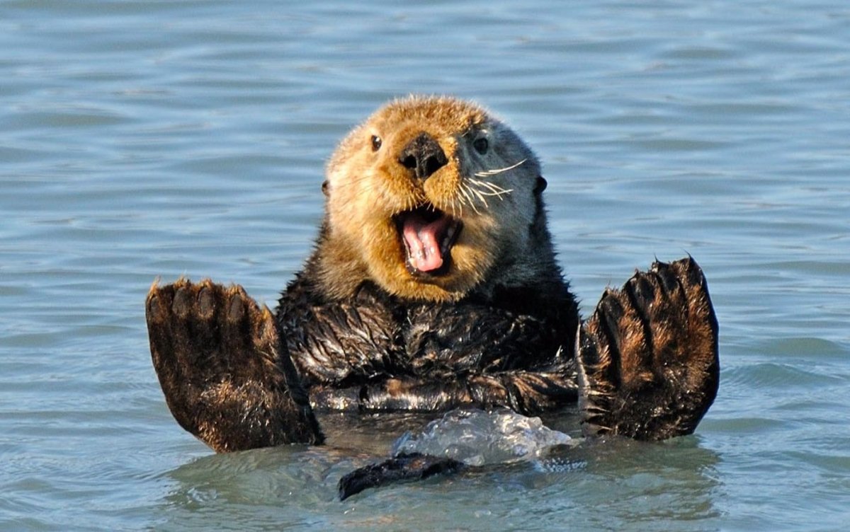 Калан во весь рост