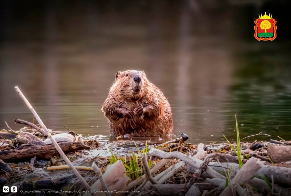 Морская выдра с детенышем