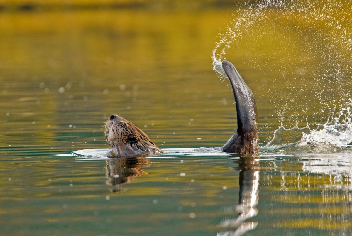 Речной Бобр популяция