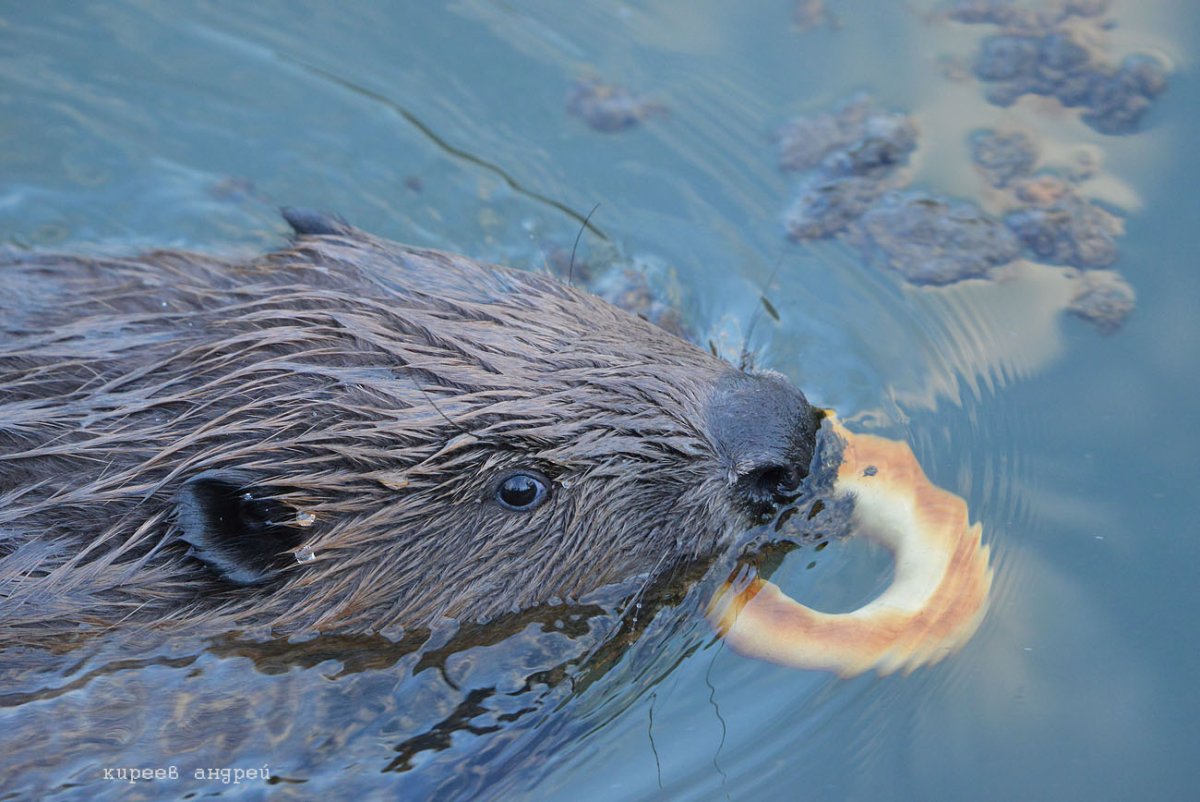 Толстые бобры