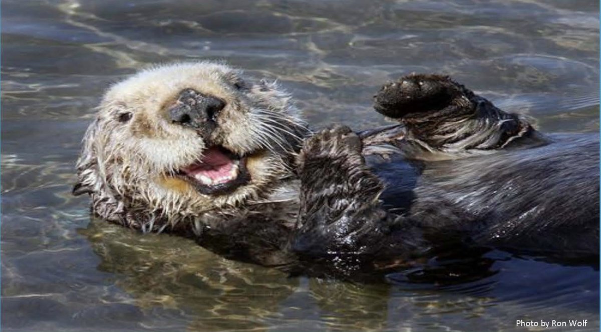 Капибара плавает