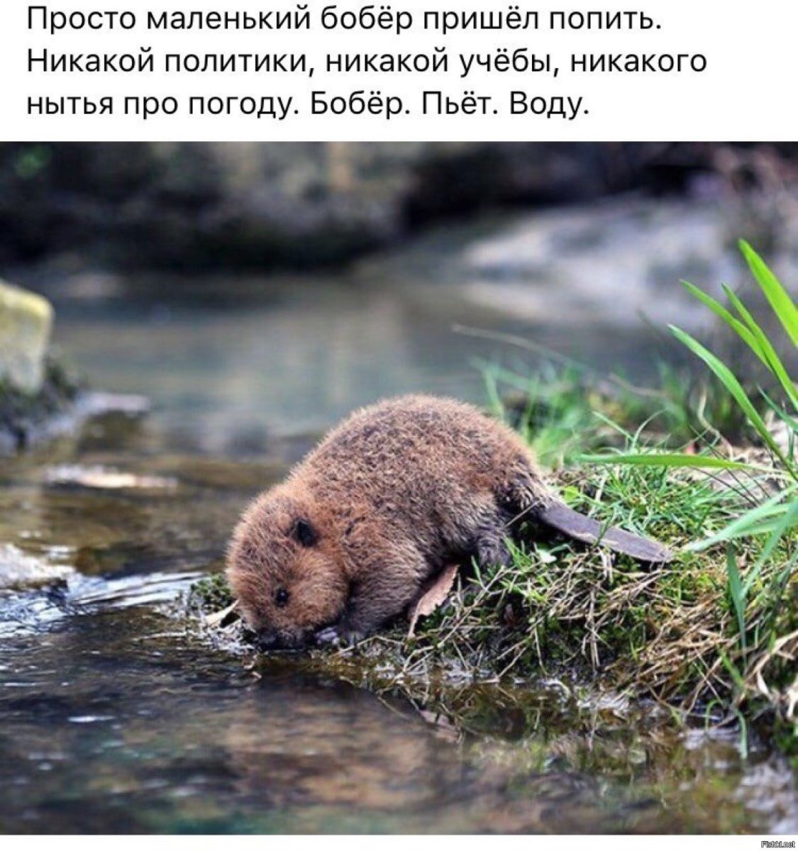 Ондатра толстая