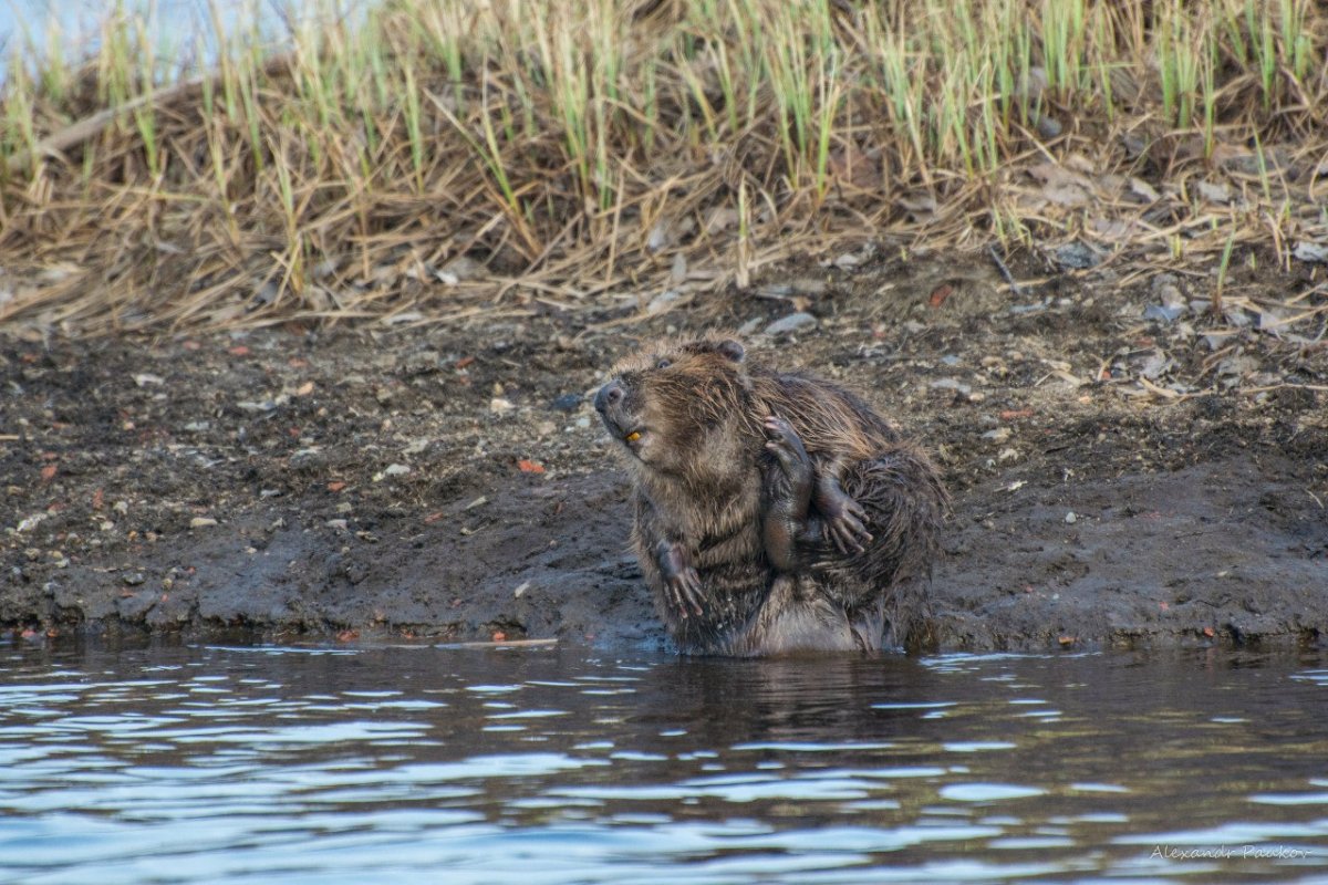 Ава с бобром