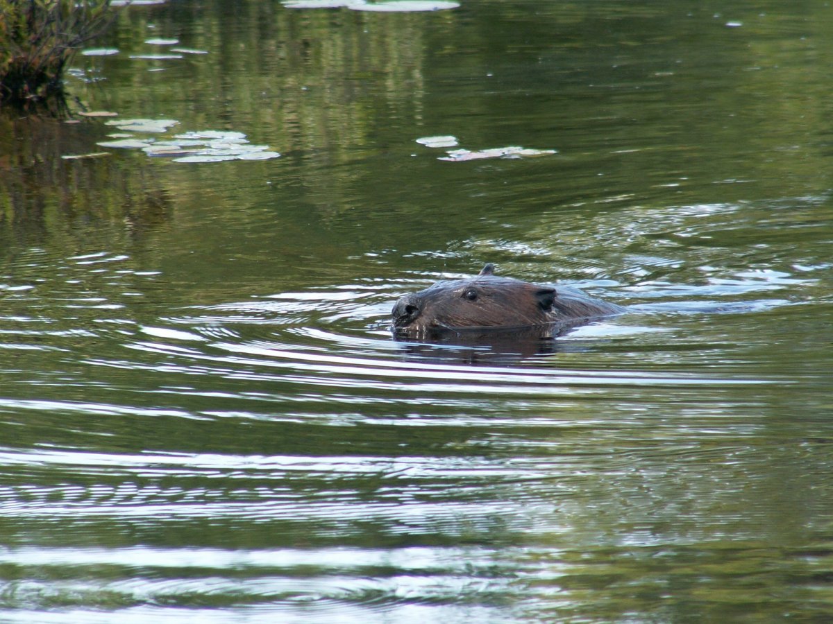 Калан лежит на спине