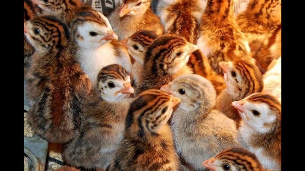 Маленькие цесарята