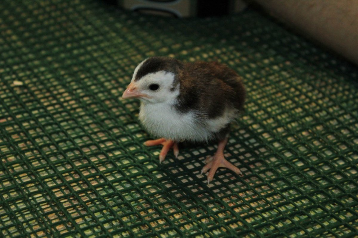 Птенцы цесарки