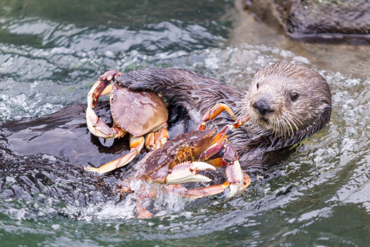 Бобры в Московском зоопарке