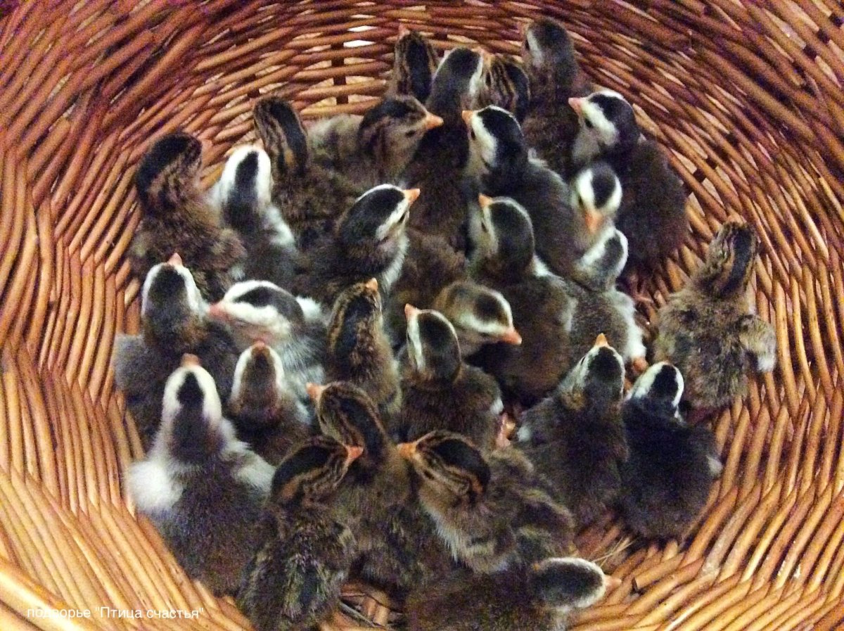 Цесарята суточные