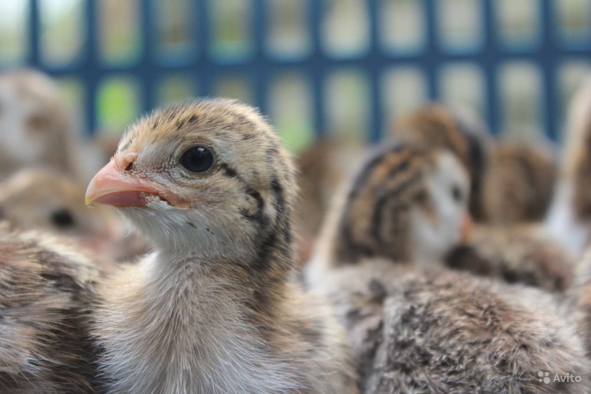 Цесарят гладкая