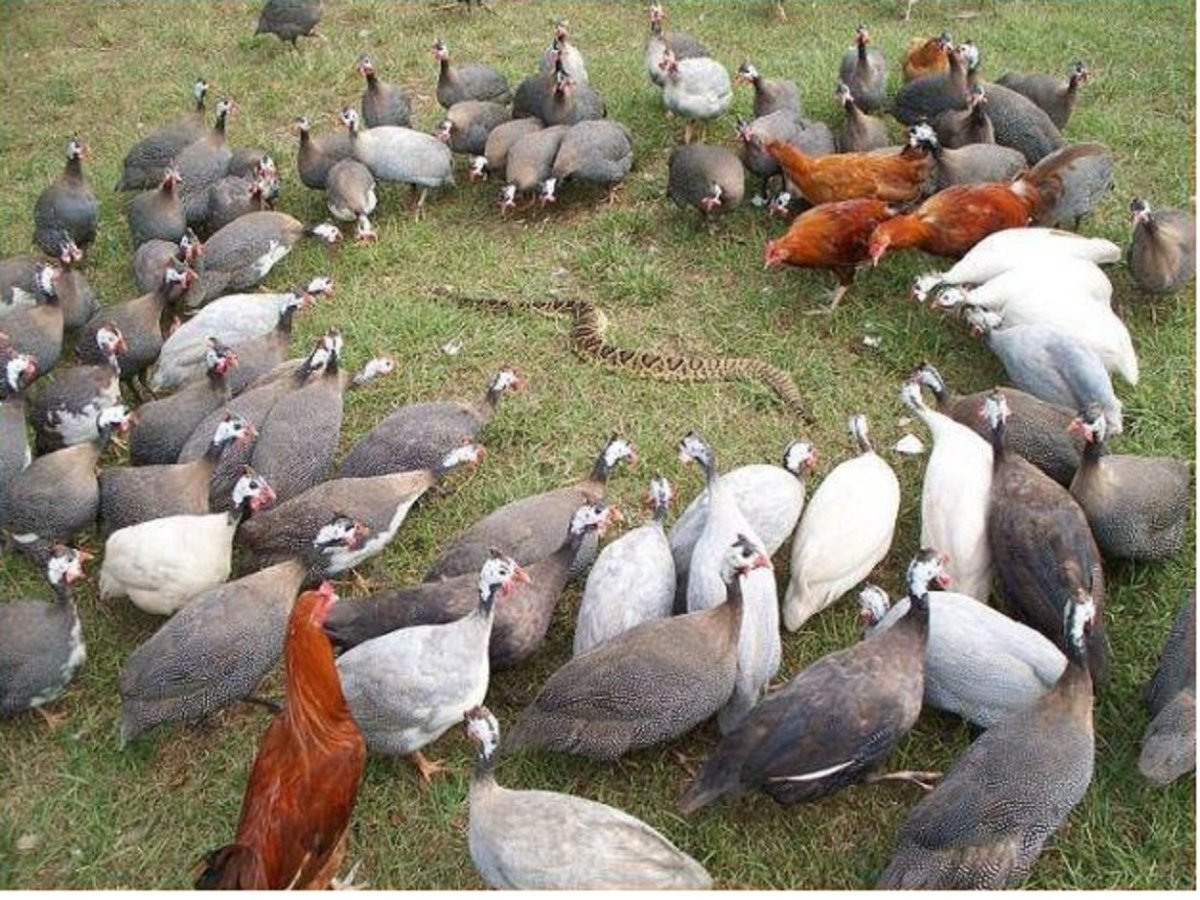 Размножение цесарок