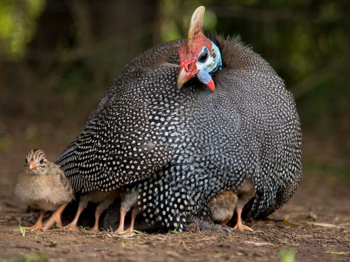 Загорская белогрудая цесарка