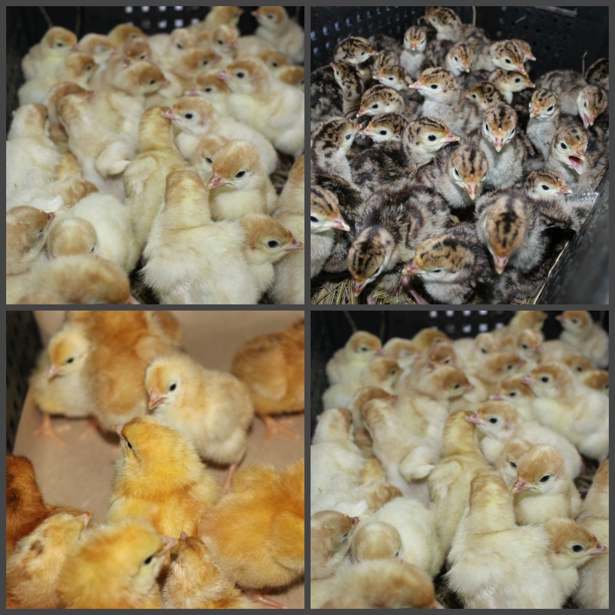 Суточные утята муларды