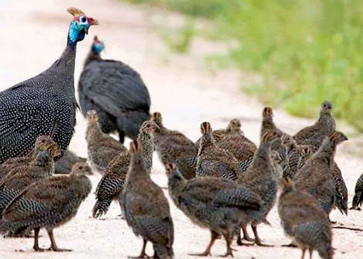 Птенцы цесарки