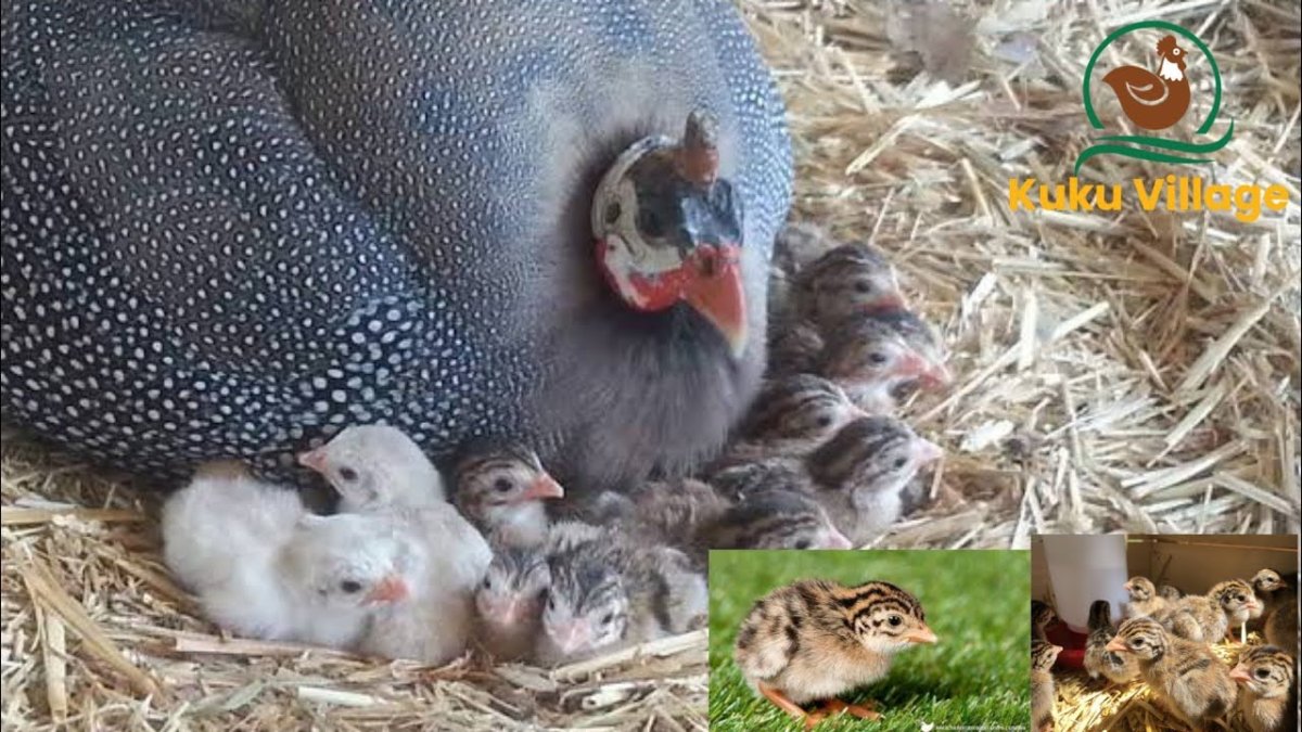 Птенцы цесарки