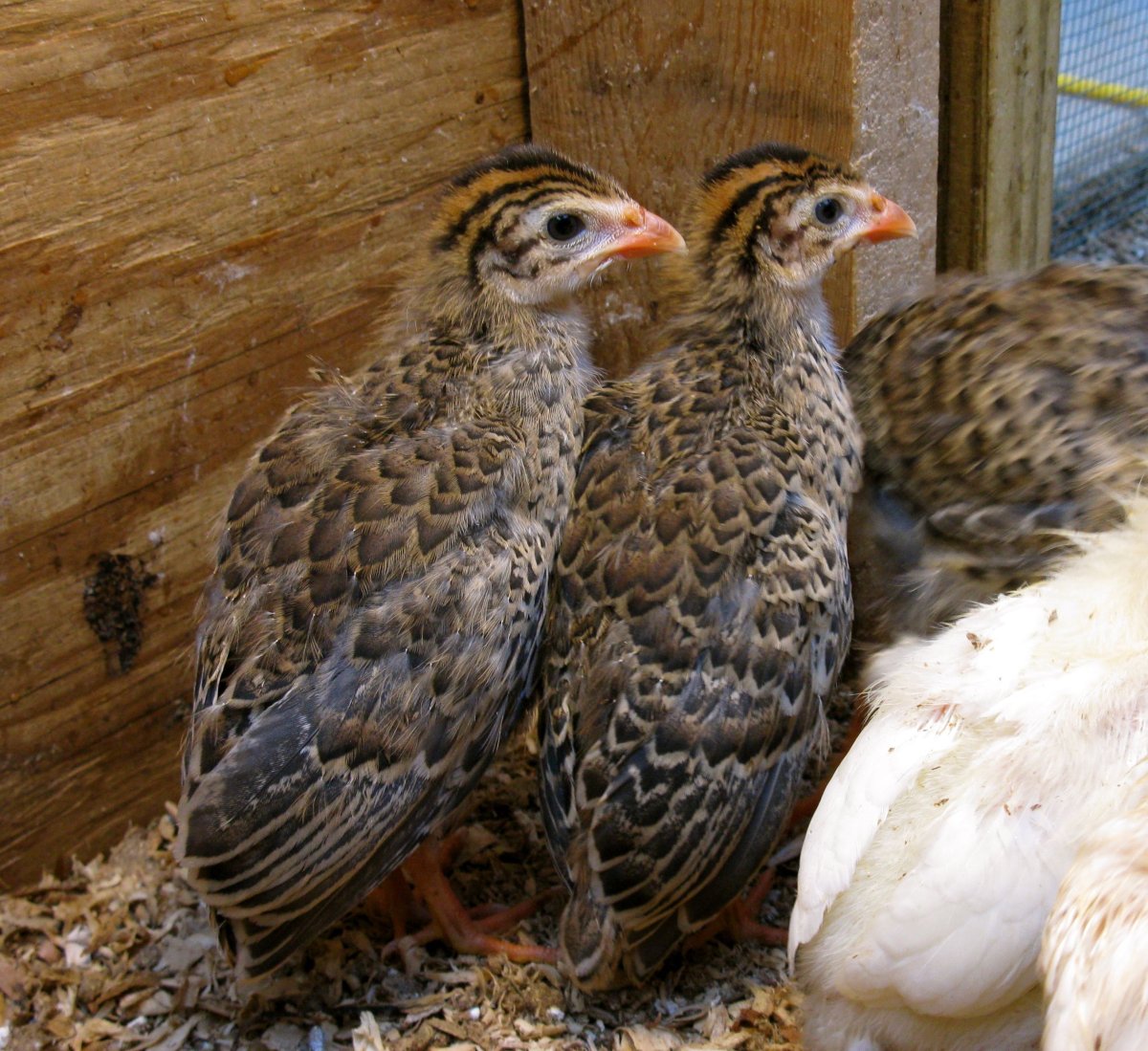 Цыплята цесарки