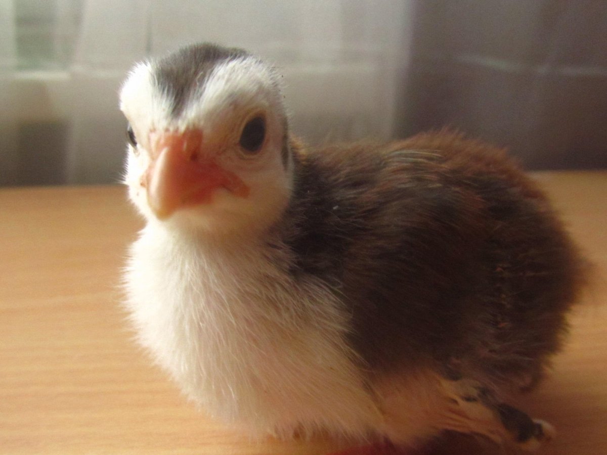 Птенцы цесарки