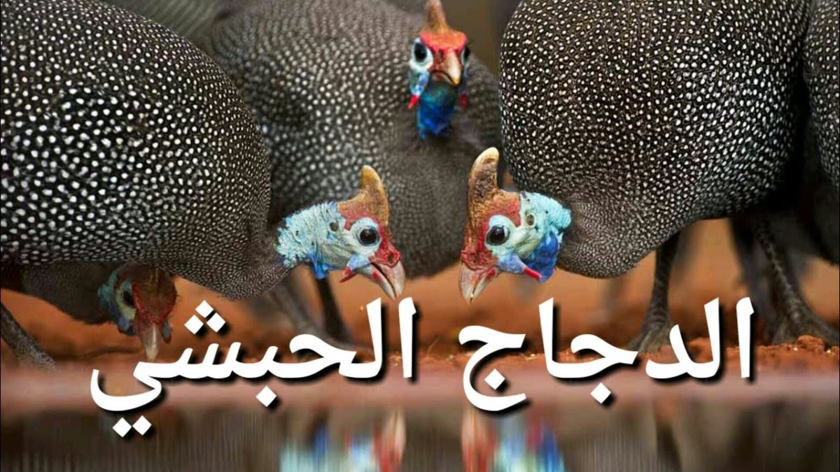 Цесарка самец