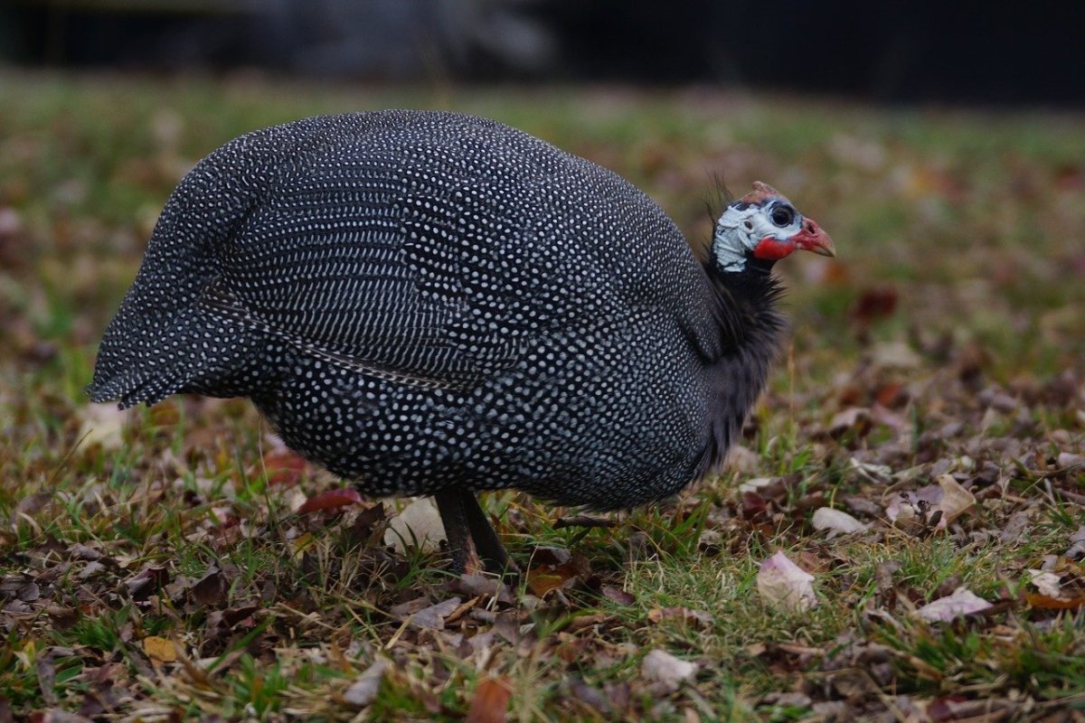 Gvineya цесарка