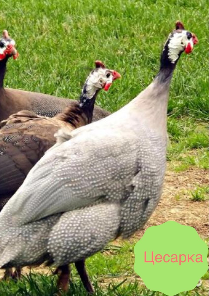 Французская цесарка