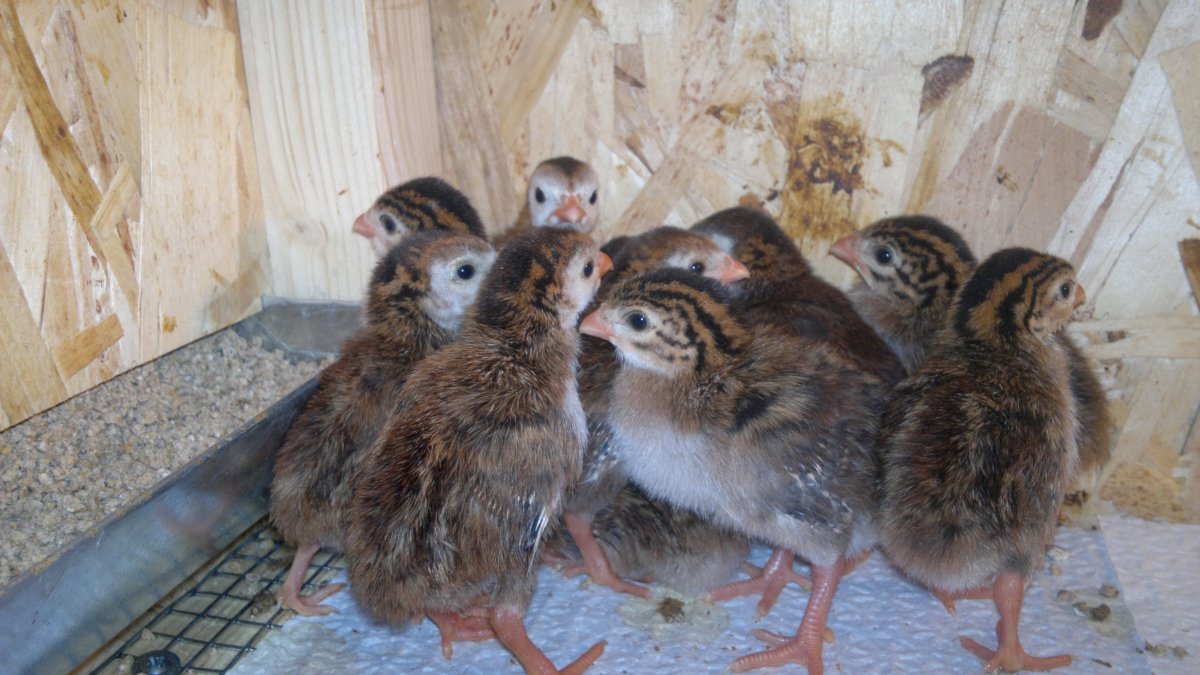 Цесарка бройлерная птенец