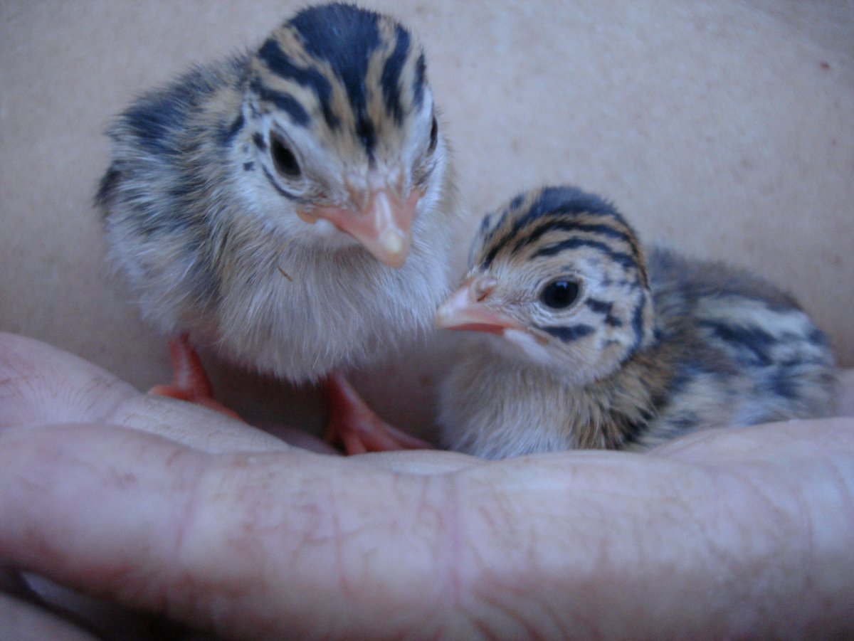 Цыплята цесарки