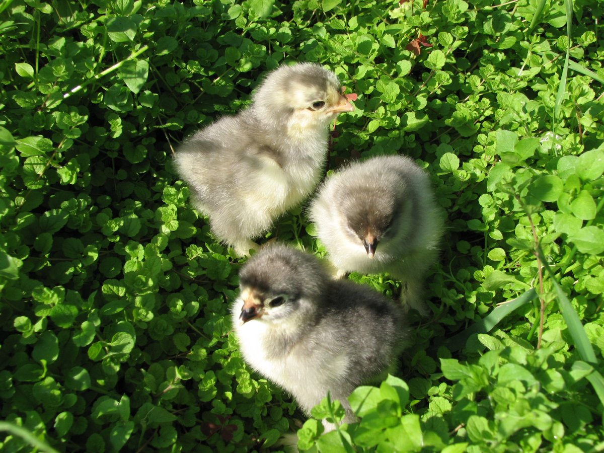 Цесарка голубая цыплята