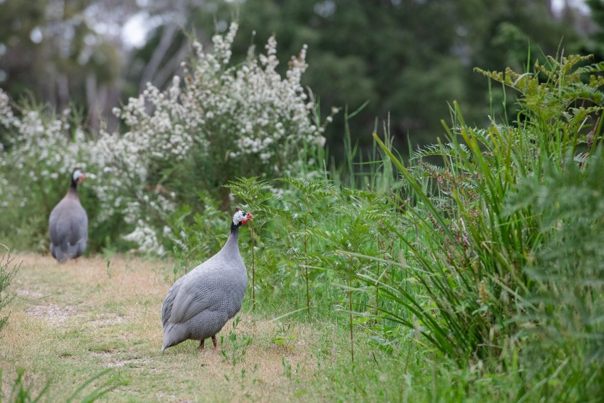 Куропатка и цесарка