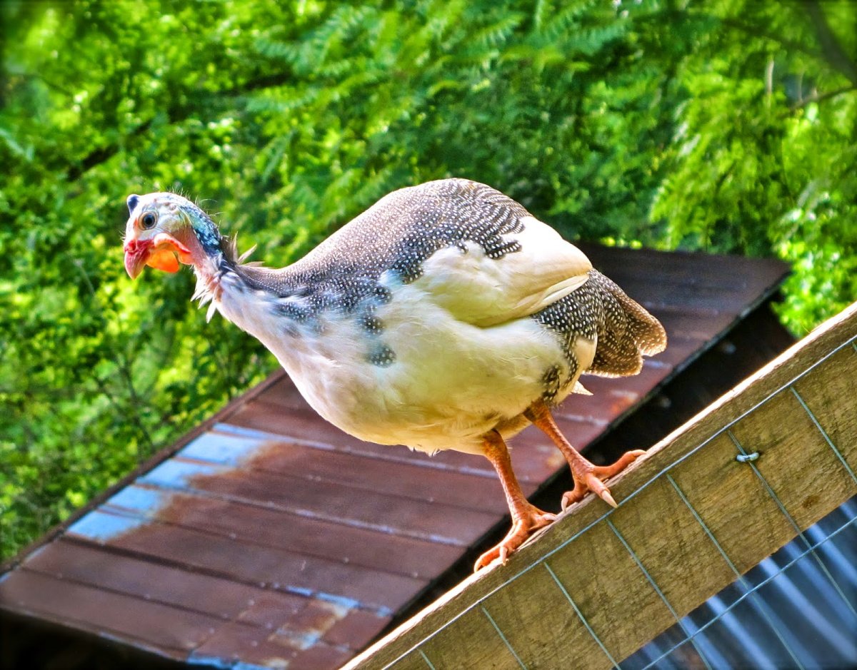 Цесарки куры гуси